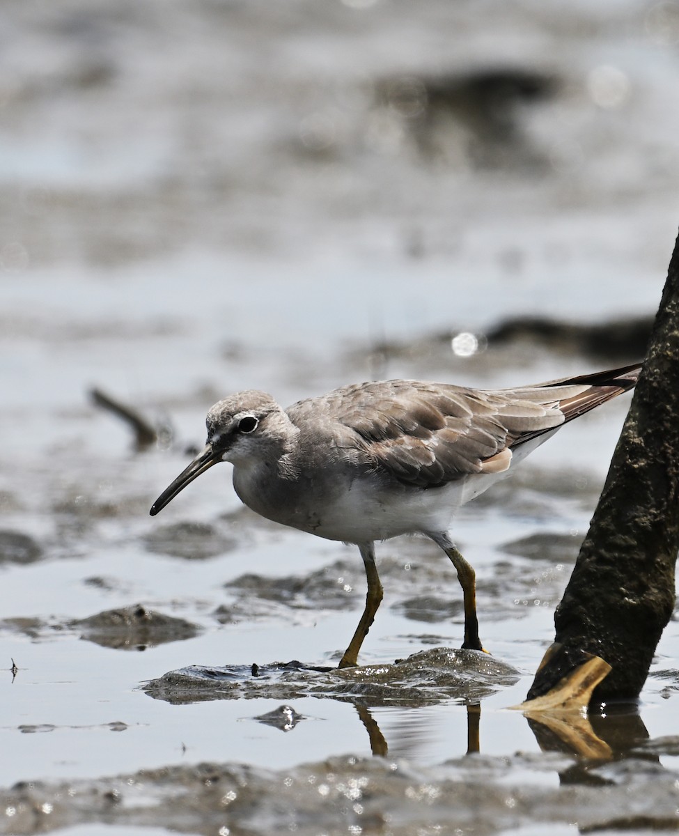 Gray-tailed Tattler - ML643809979