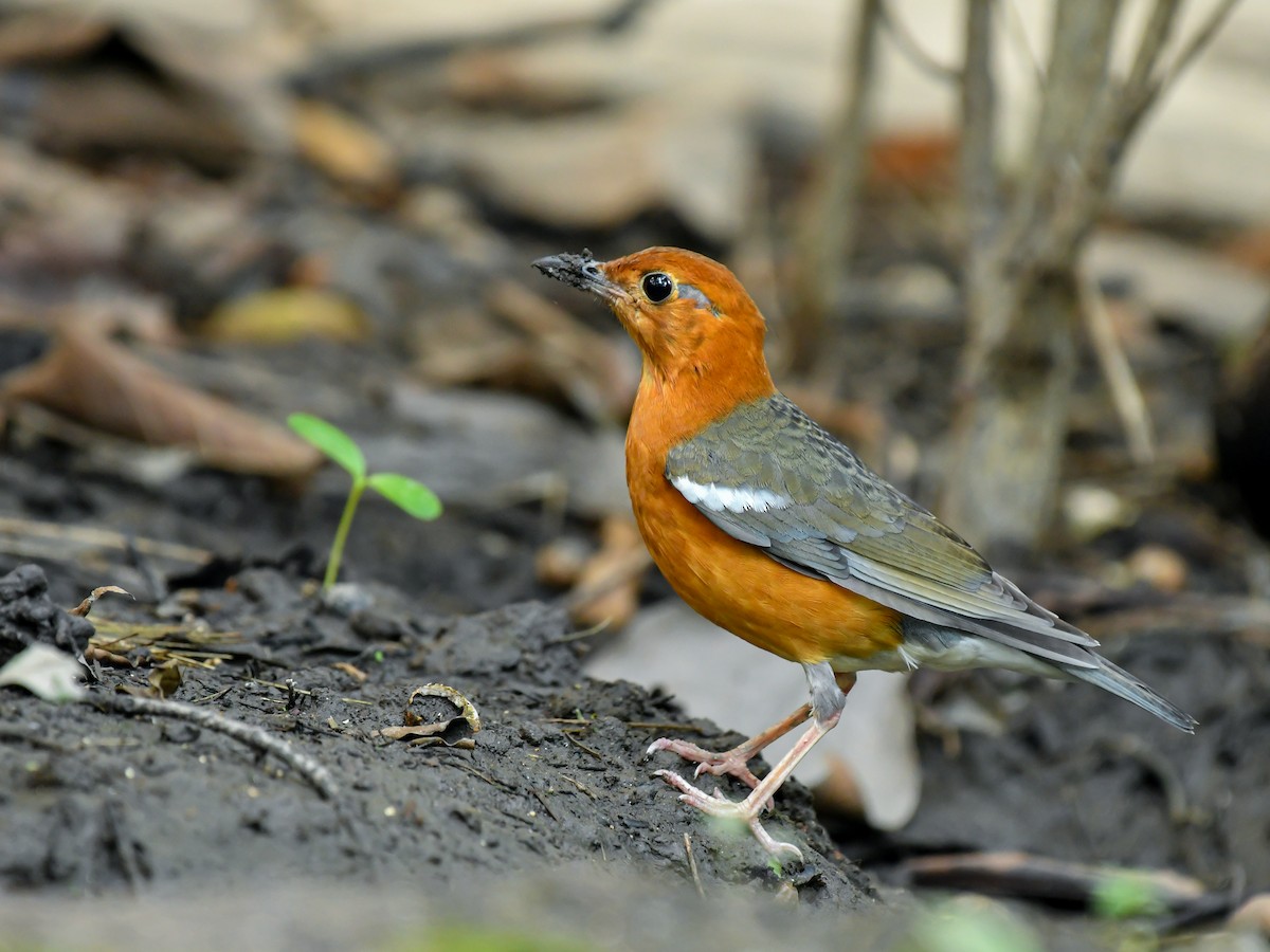 Orange-headed Thrush - ML643810001