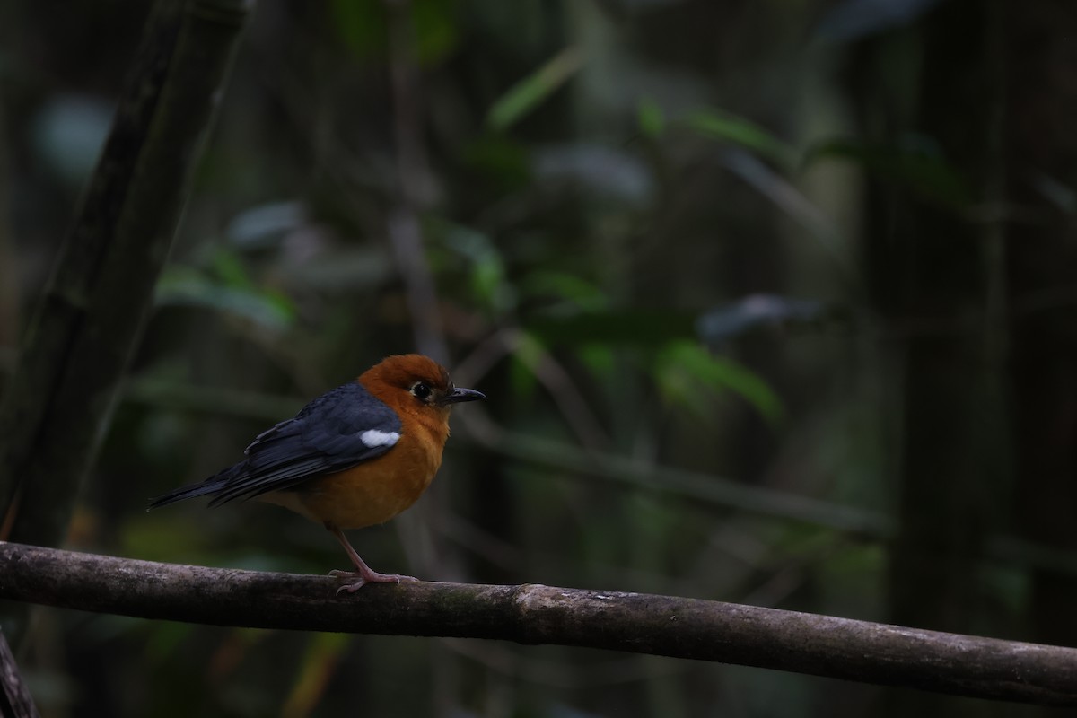 Orange-headed Thrush - ML643810005