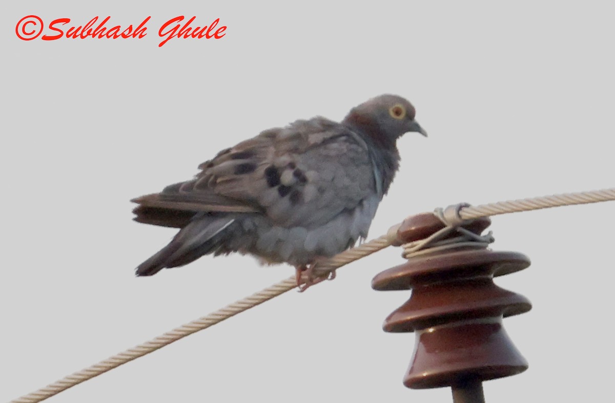 Yellow-eyed Pigeon - ML643810007