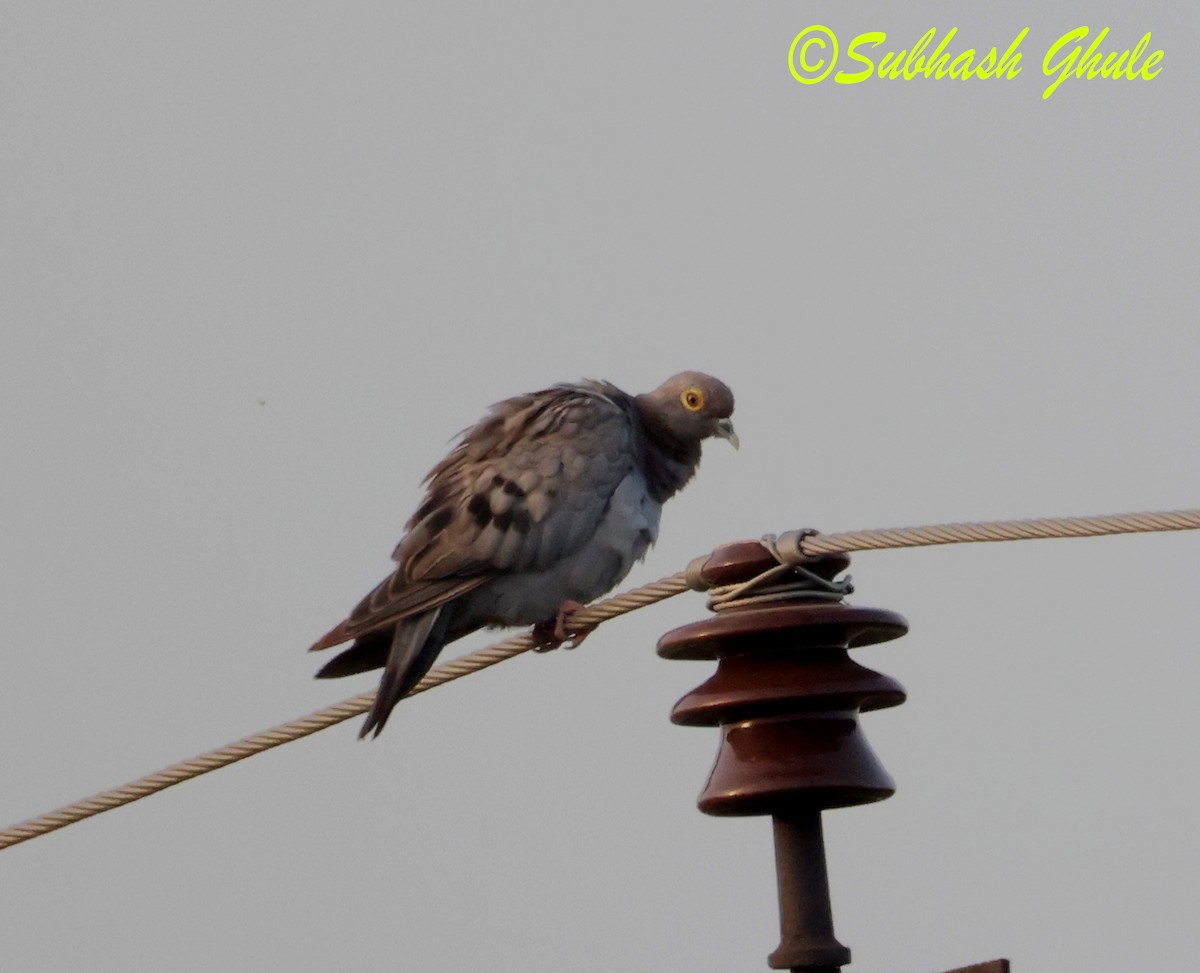 Yellow-eyed Pigeon - ML643810008