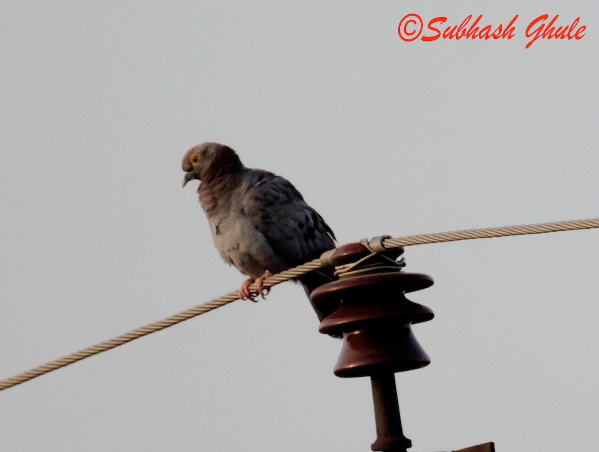 Yellow-eyed Pigeon - ML643810009