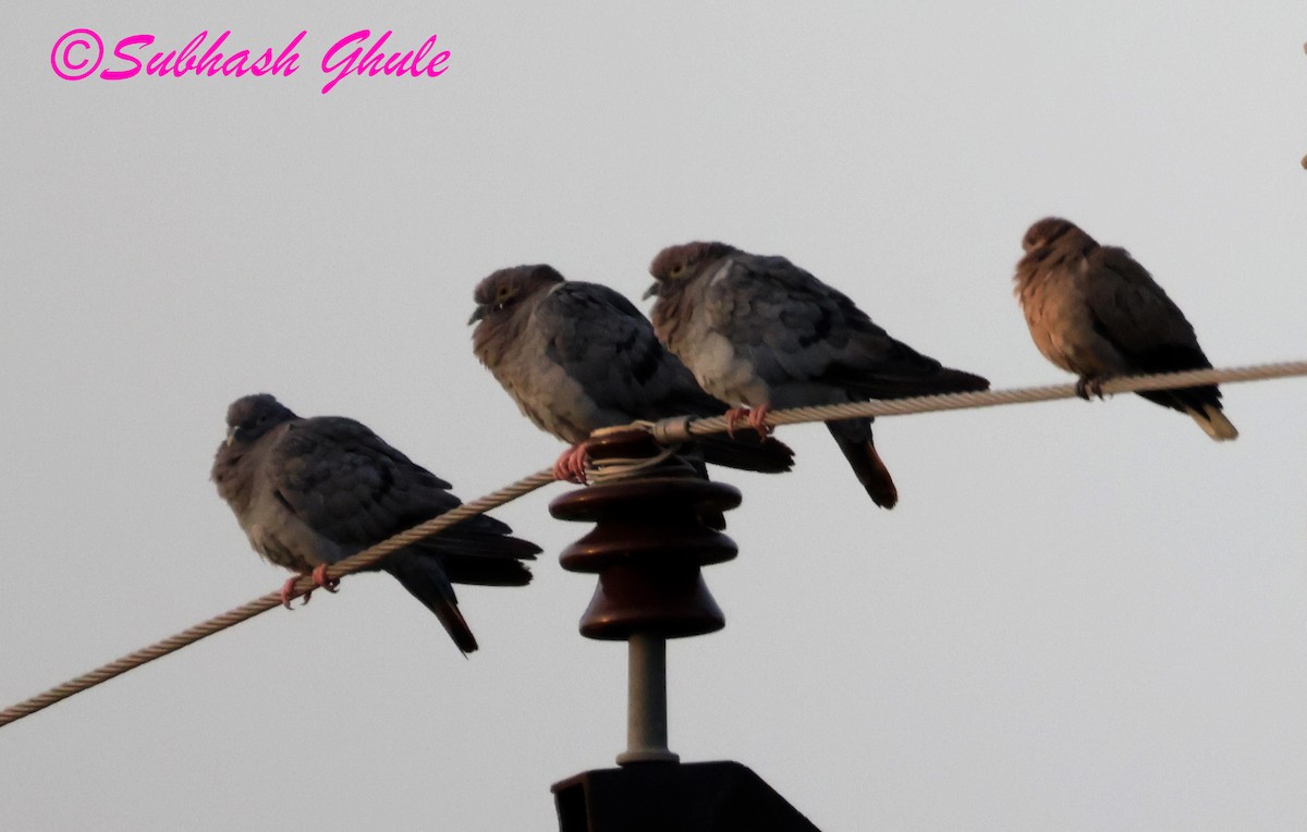 Yellow-eyed Pigeon - ML643810010