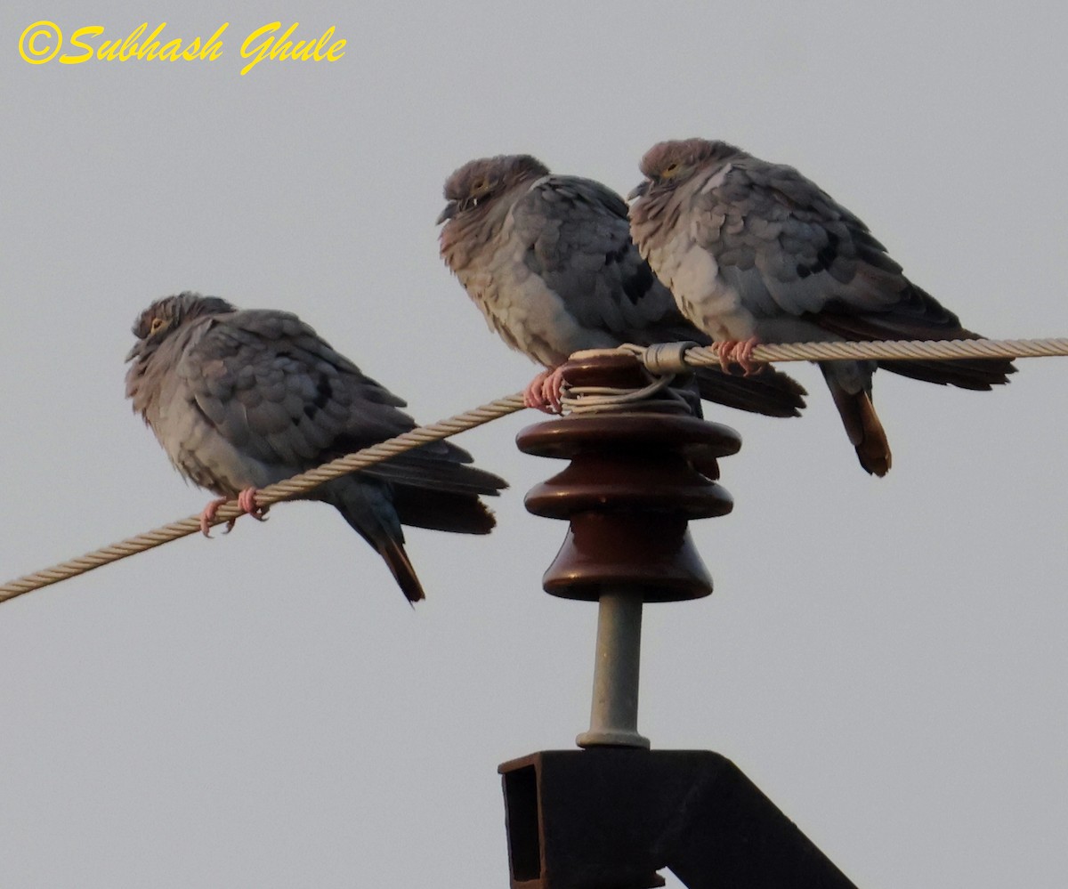 Yellow-eyed Pigeon - ML643810011