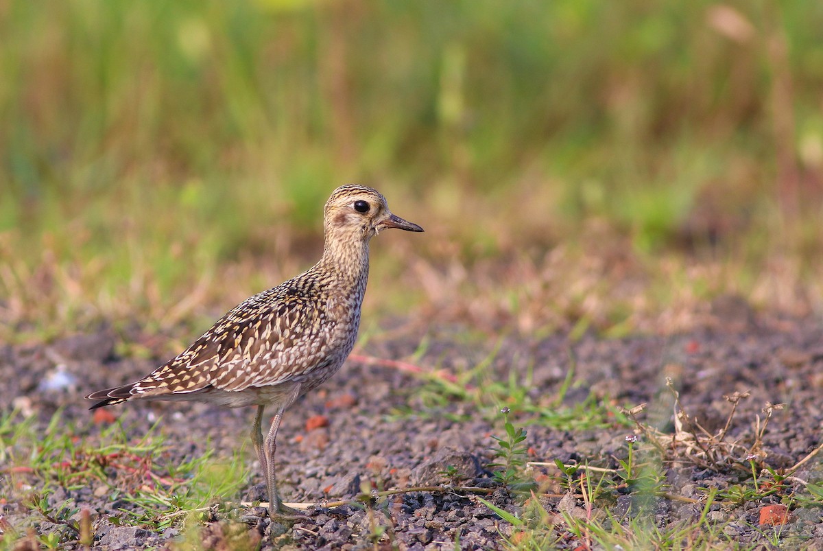 太平洋金斑鴴 - ML643810018