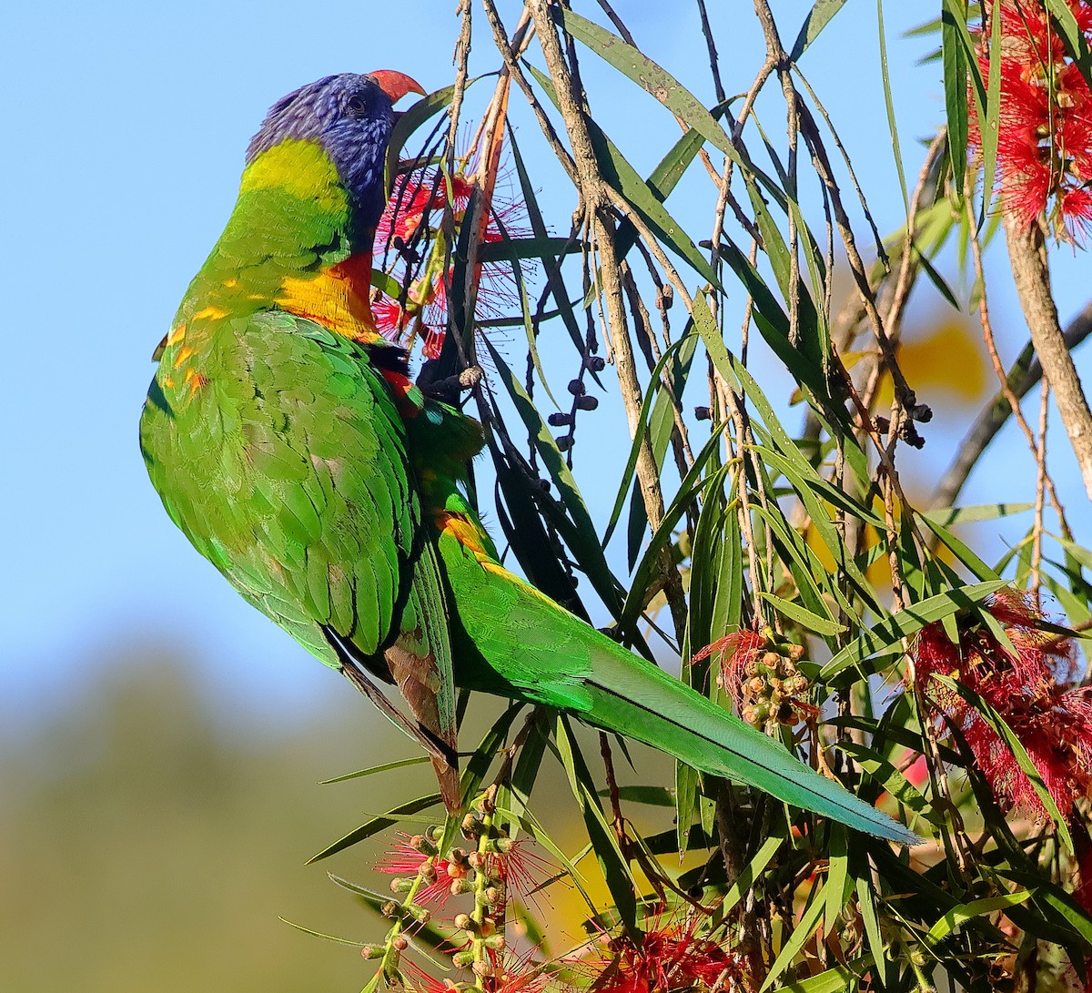 Rainbow Lorikeet - ML643810022