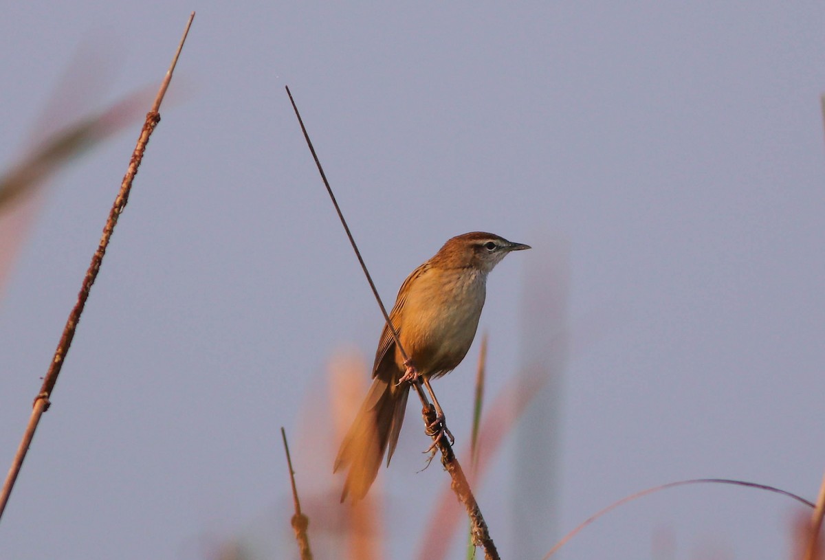 Striated Grassbird - ML643810023