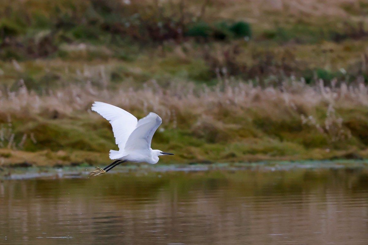 Little Egret - ML643810027