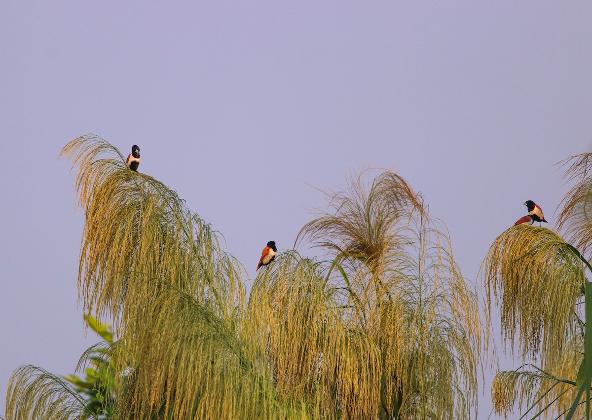 Tricolored Munia - ML643810030