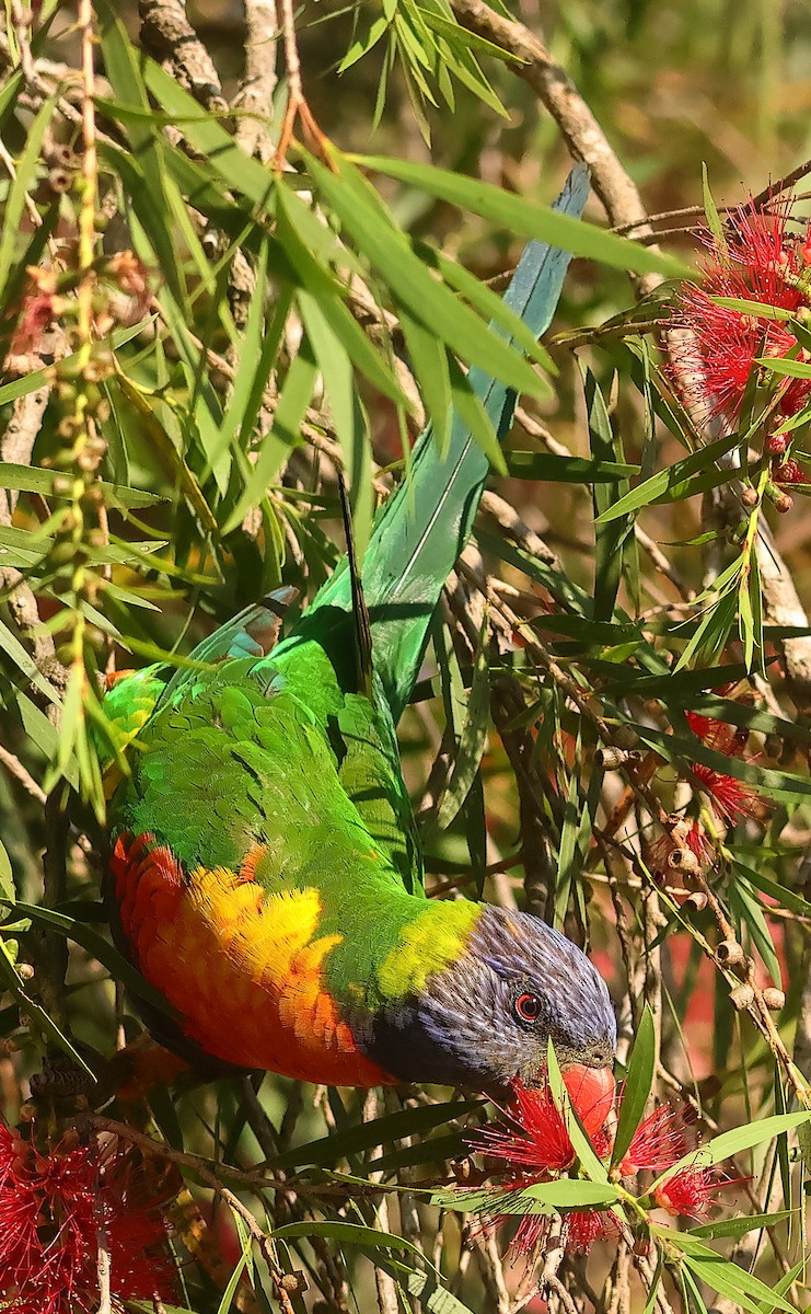 Rainbow Lorikeet - ML643810035