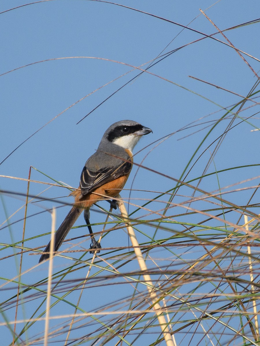 Gray-backed Shrike - ML643810042