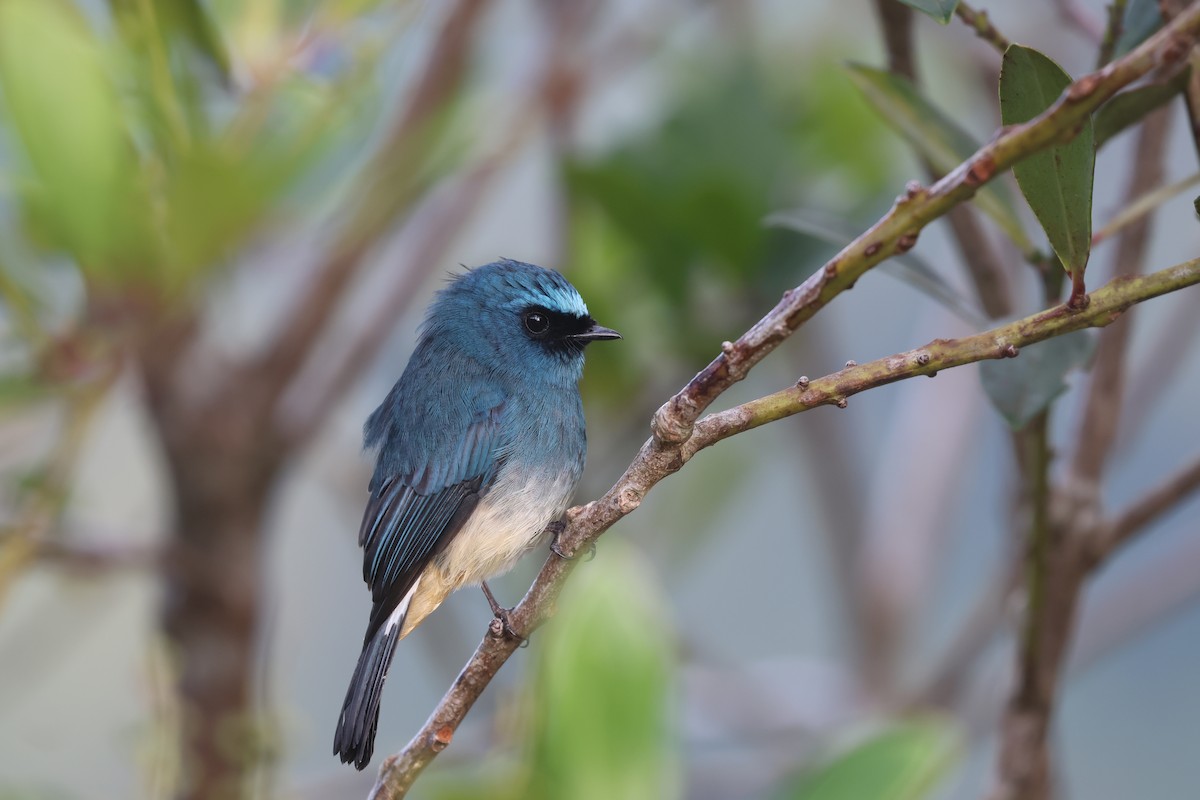 Indigo Flycatcher (Rufous-vented) - ML643810054