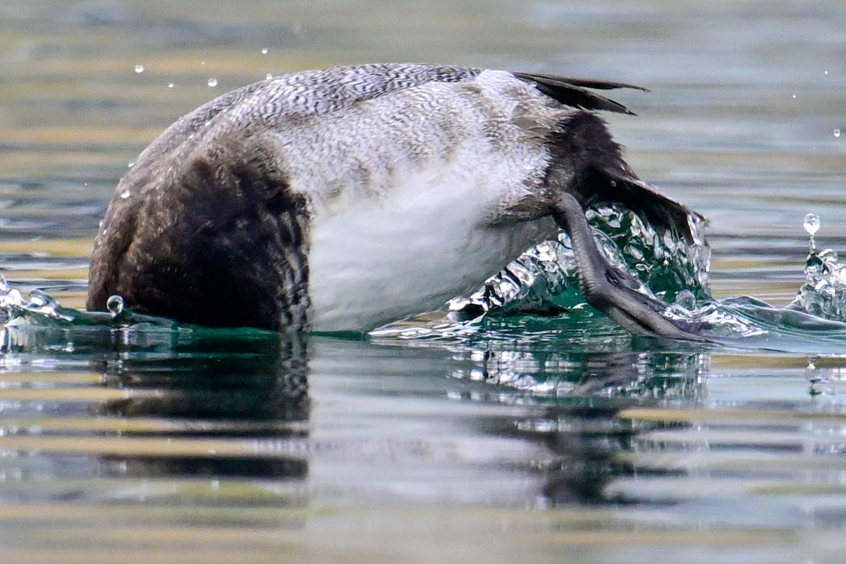 小斑背潛鴨 - ML643810056