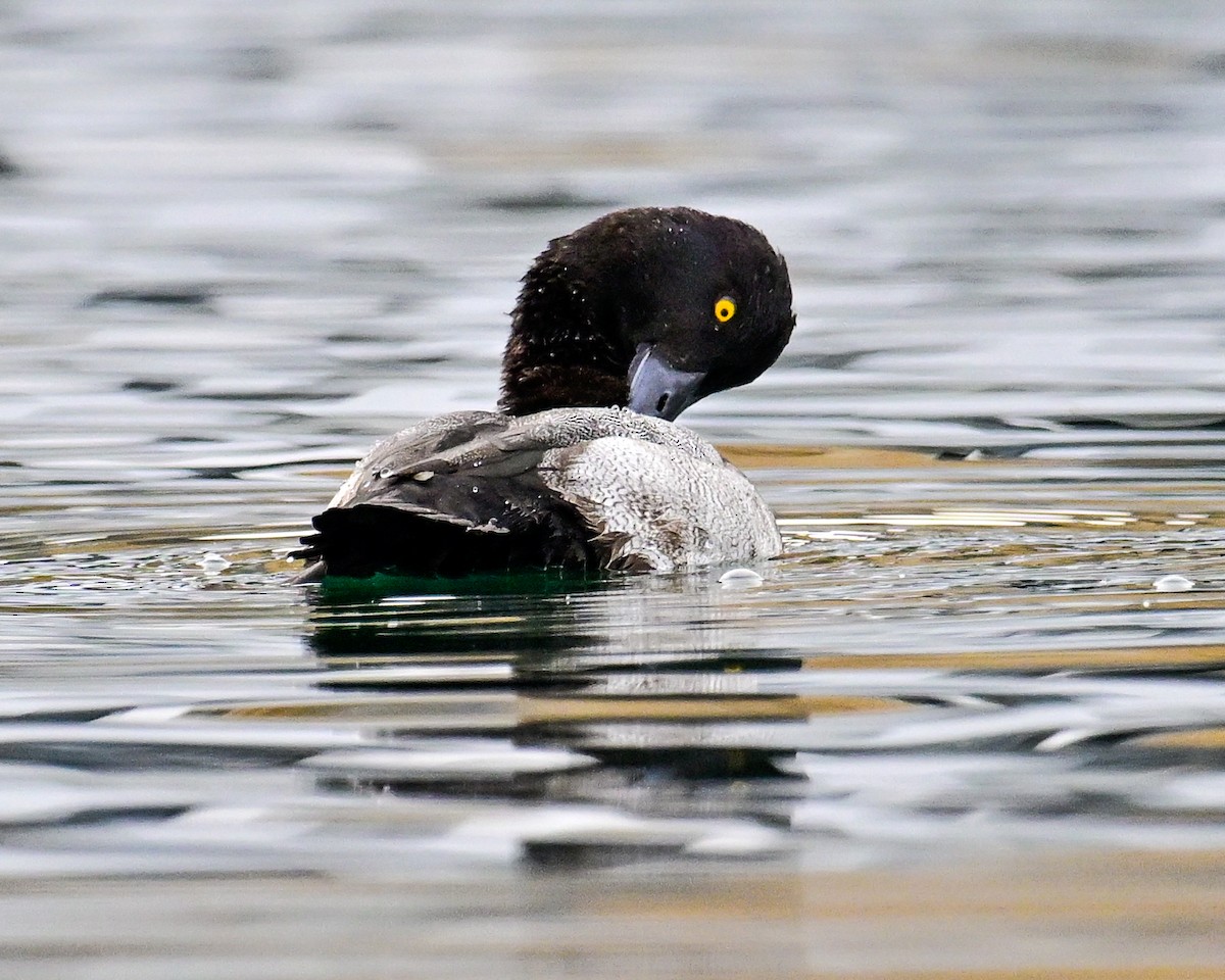 小斑背潛鴨 - ML643810057