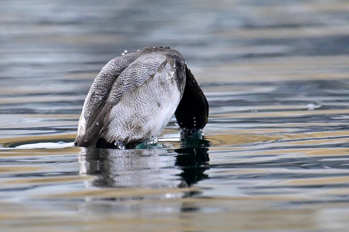 小斑背潛鴨 - ML643810058