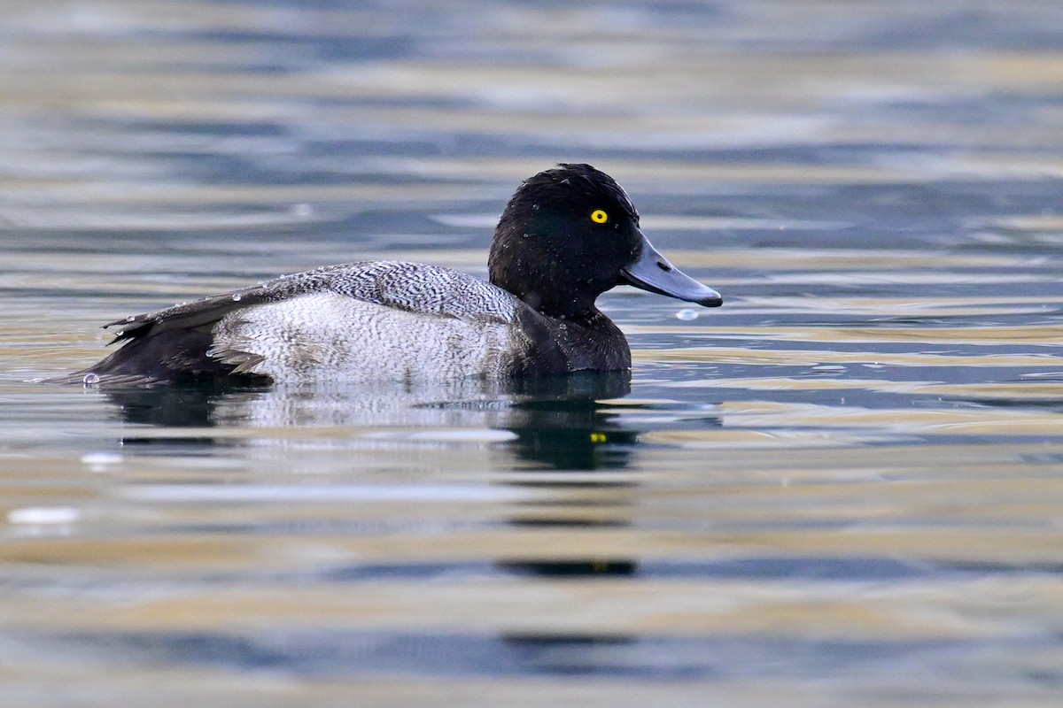 小斑背潛鴨 - ML643810059