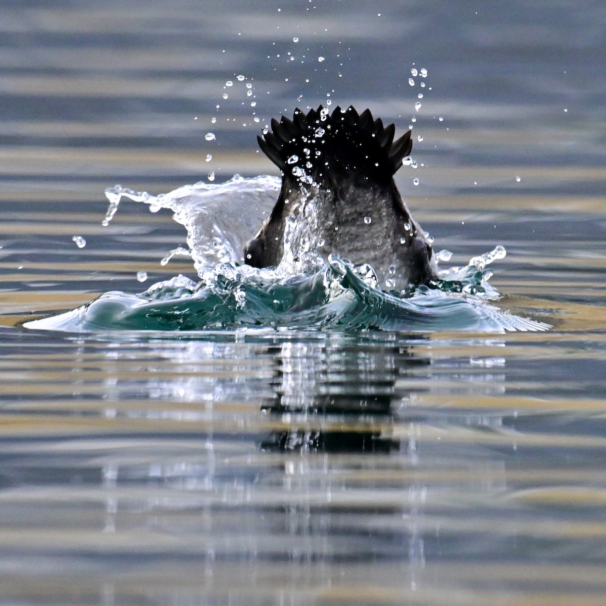 小斑背潛鴨 - ML643810060