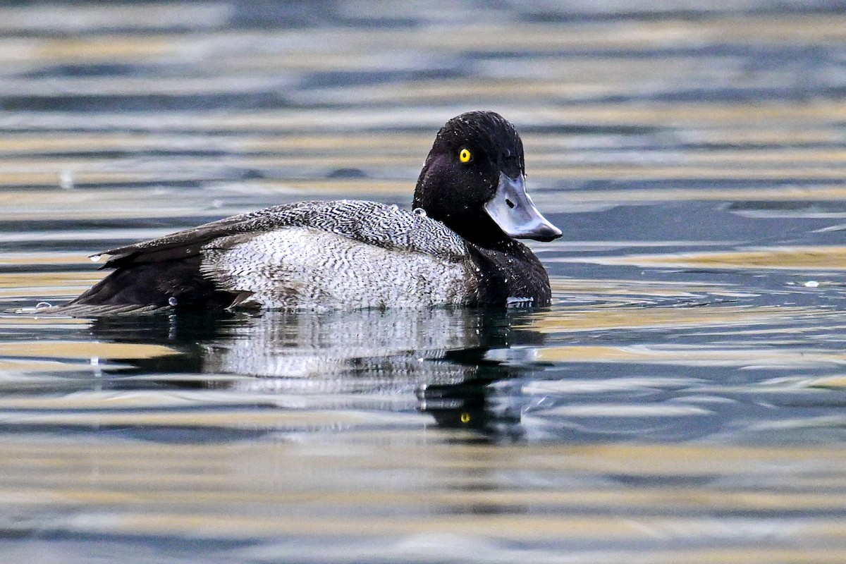 小斑背潛鴨 - ML643810061