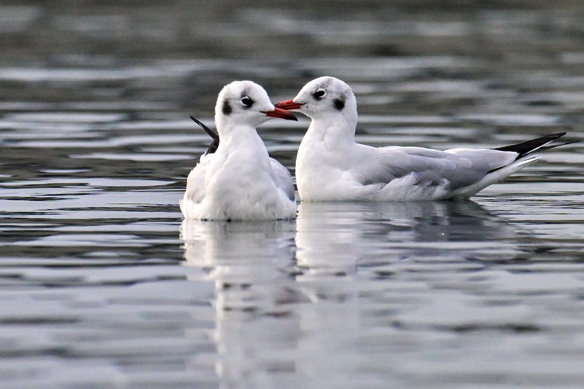 紅嘴鷗 - ML643810078