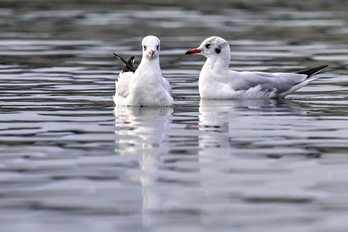 紅嘴鷗 - ML643810079