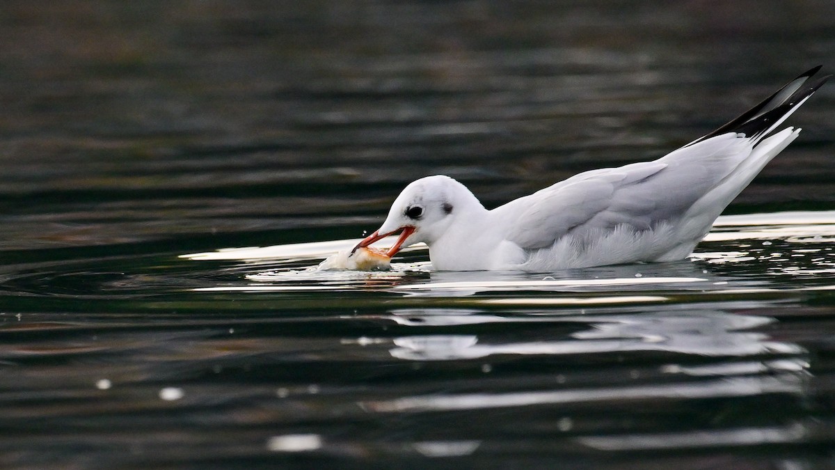 紅嘴鷗 - ML643810080