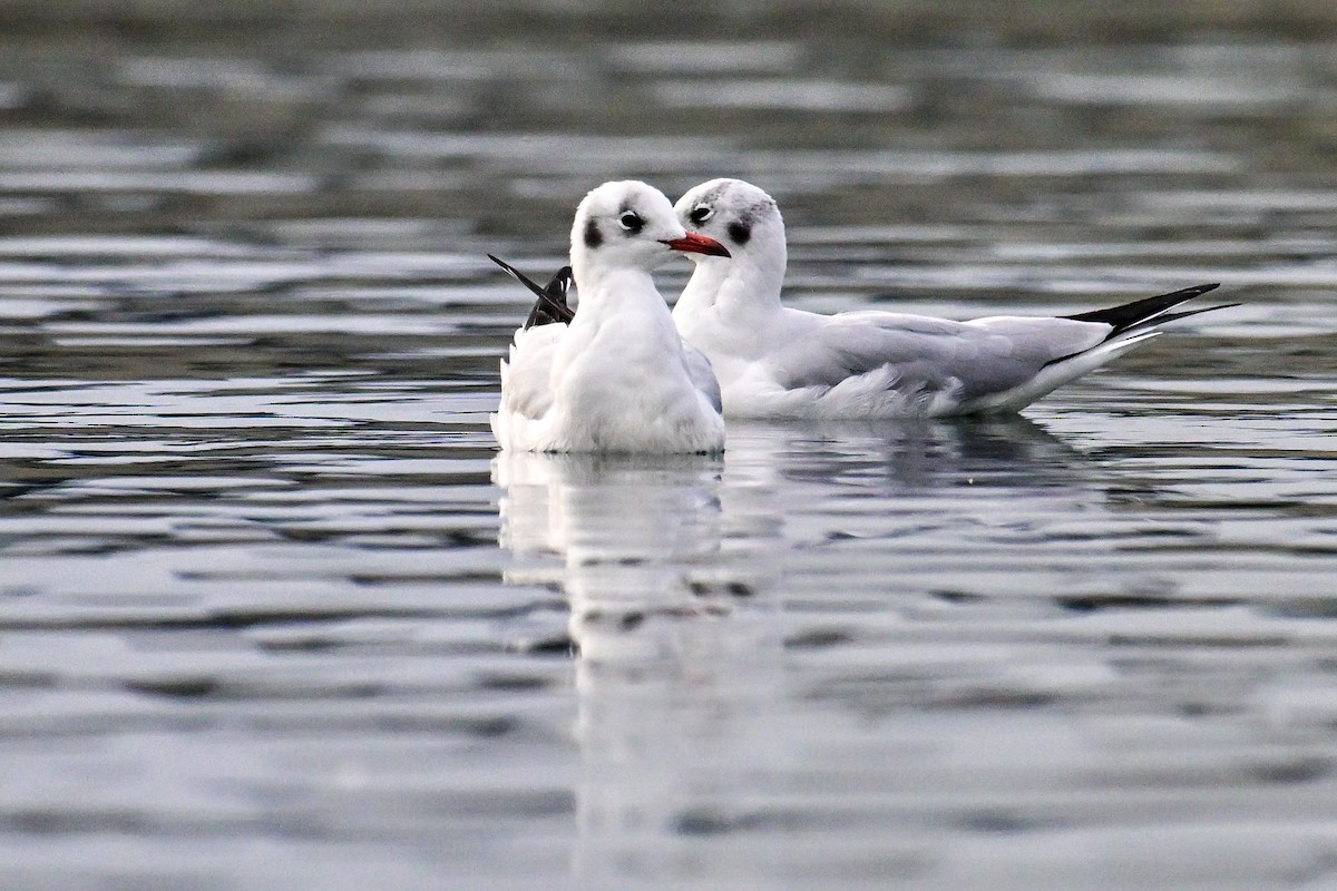 紅嘴鷗 - ML643810081