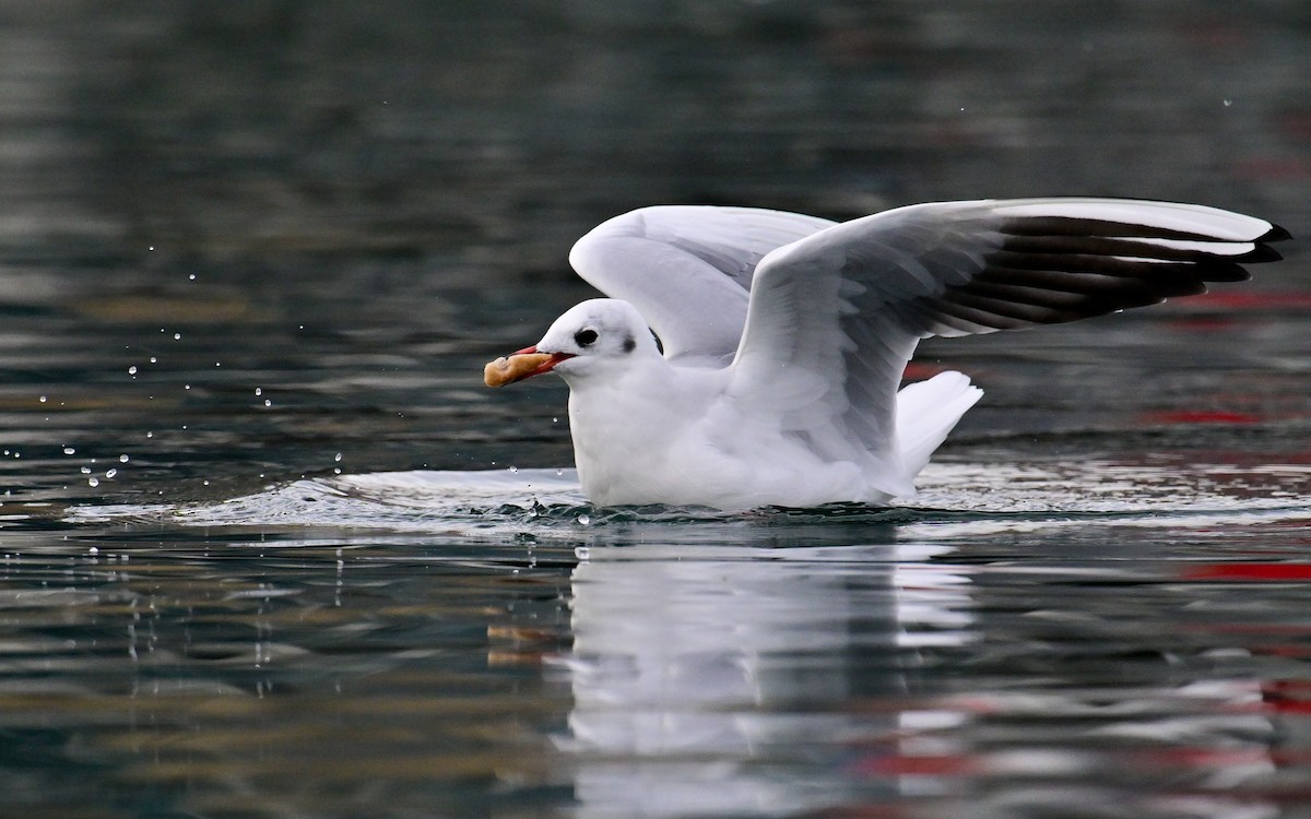 紅嘴鷗 - ML643810082