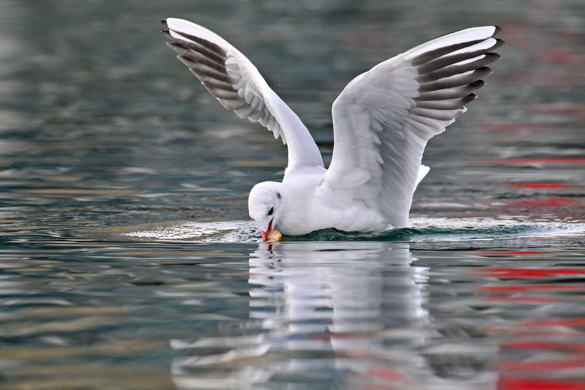 紅嘴鷗 - ML643810083