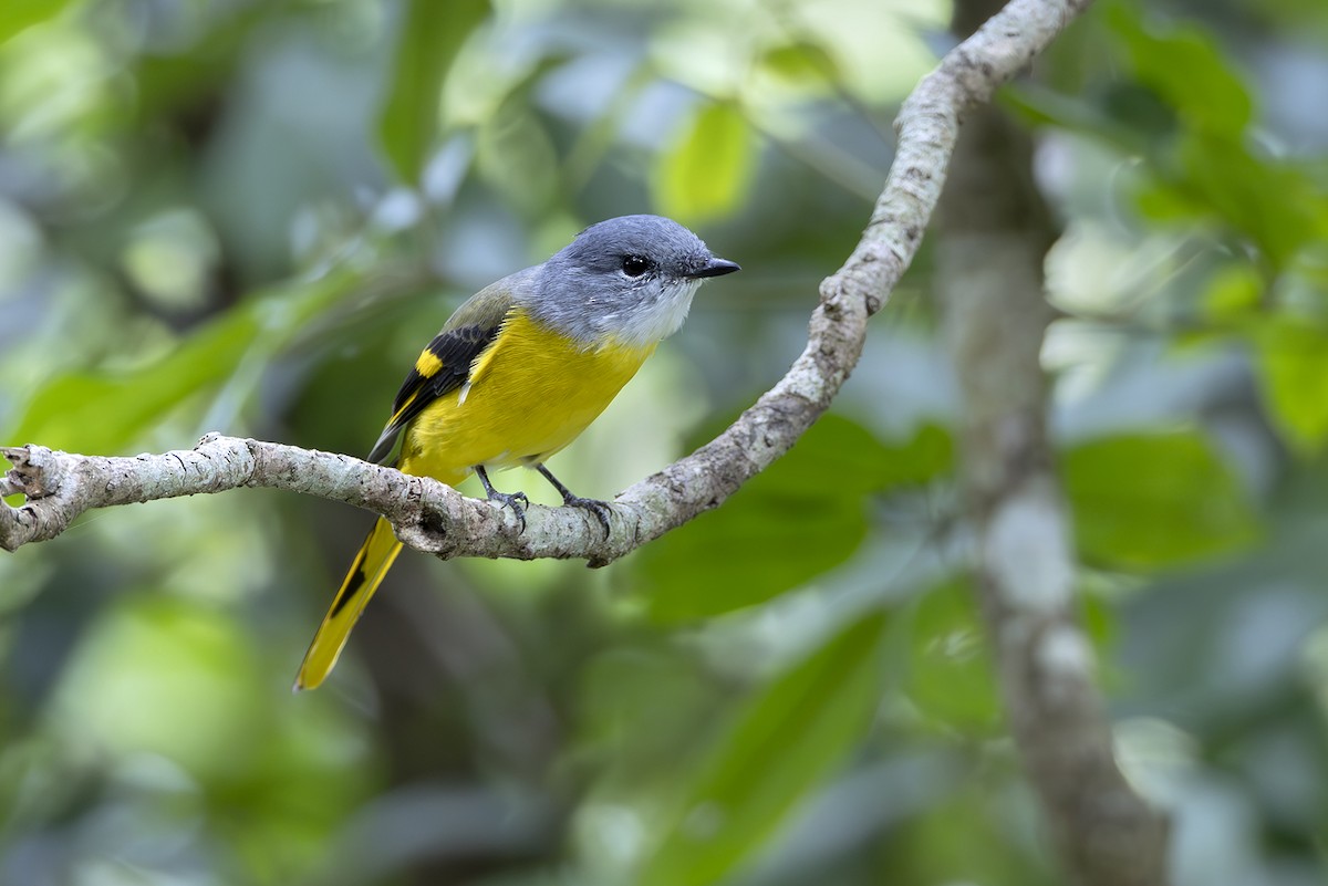 Gray-chinned Minivet (Gray-chinned) - ML643810103