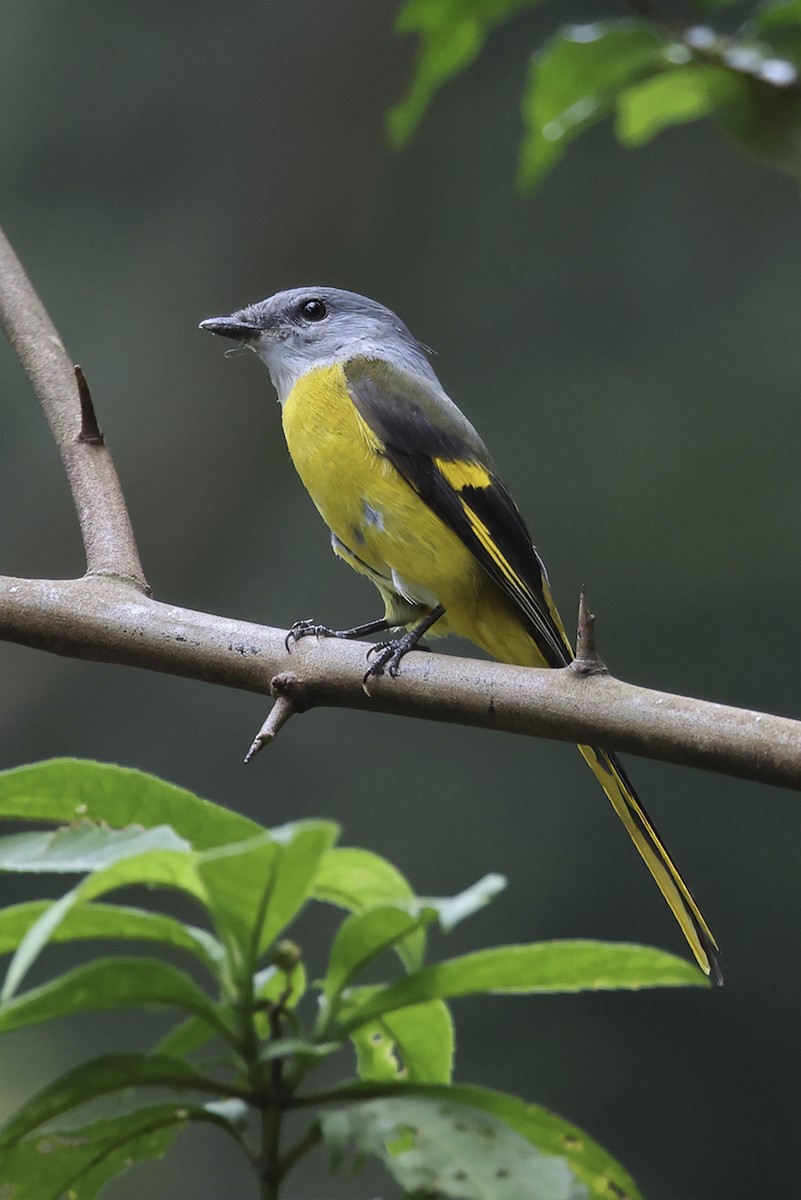 Gray-chinned Minivet (Gray-chinned) - ML643810104