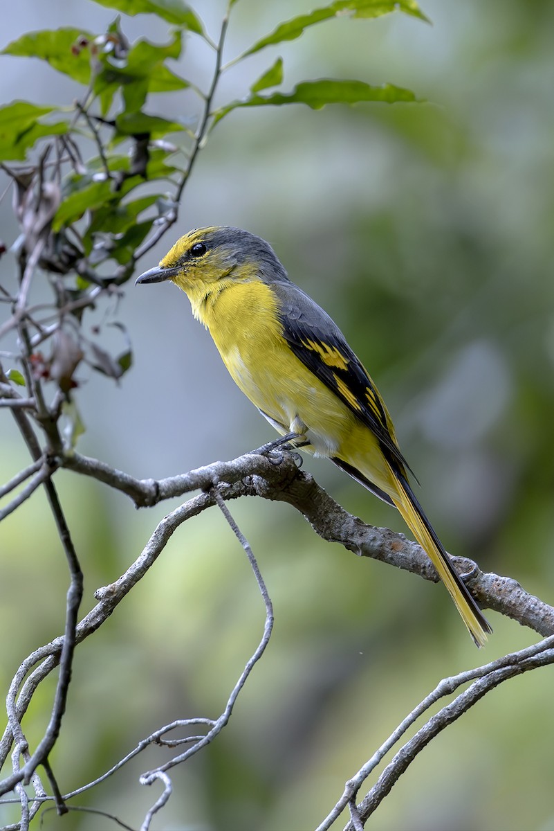 Scarlet Minivet (Scarlet) - ML643810111