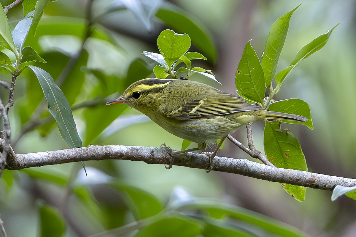 Hartert's Leaf Warbler - ML643810112