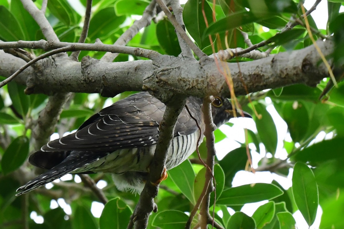 Oriental Cuckoo - ML643810115