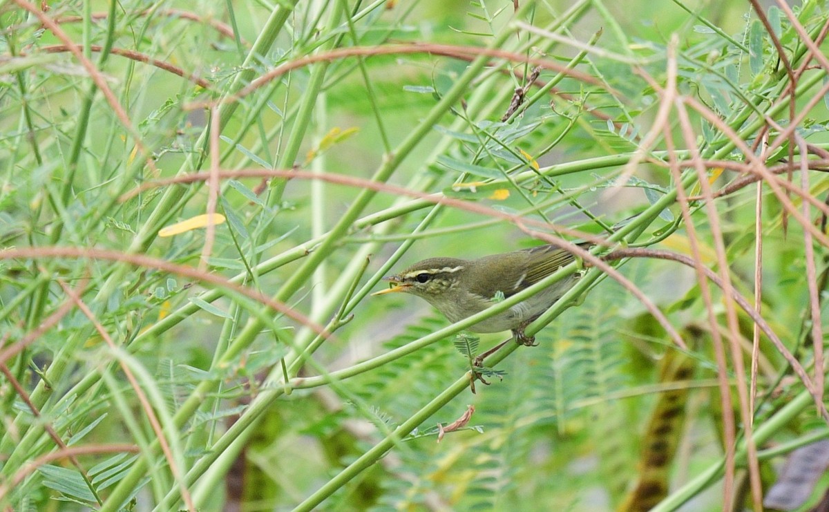 Arctic Warbler - ML643810120