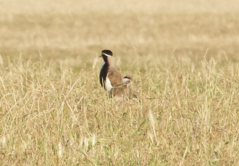 Banded Lapwing - ML643810127