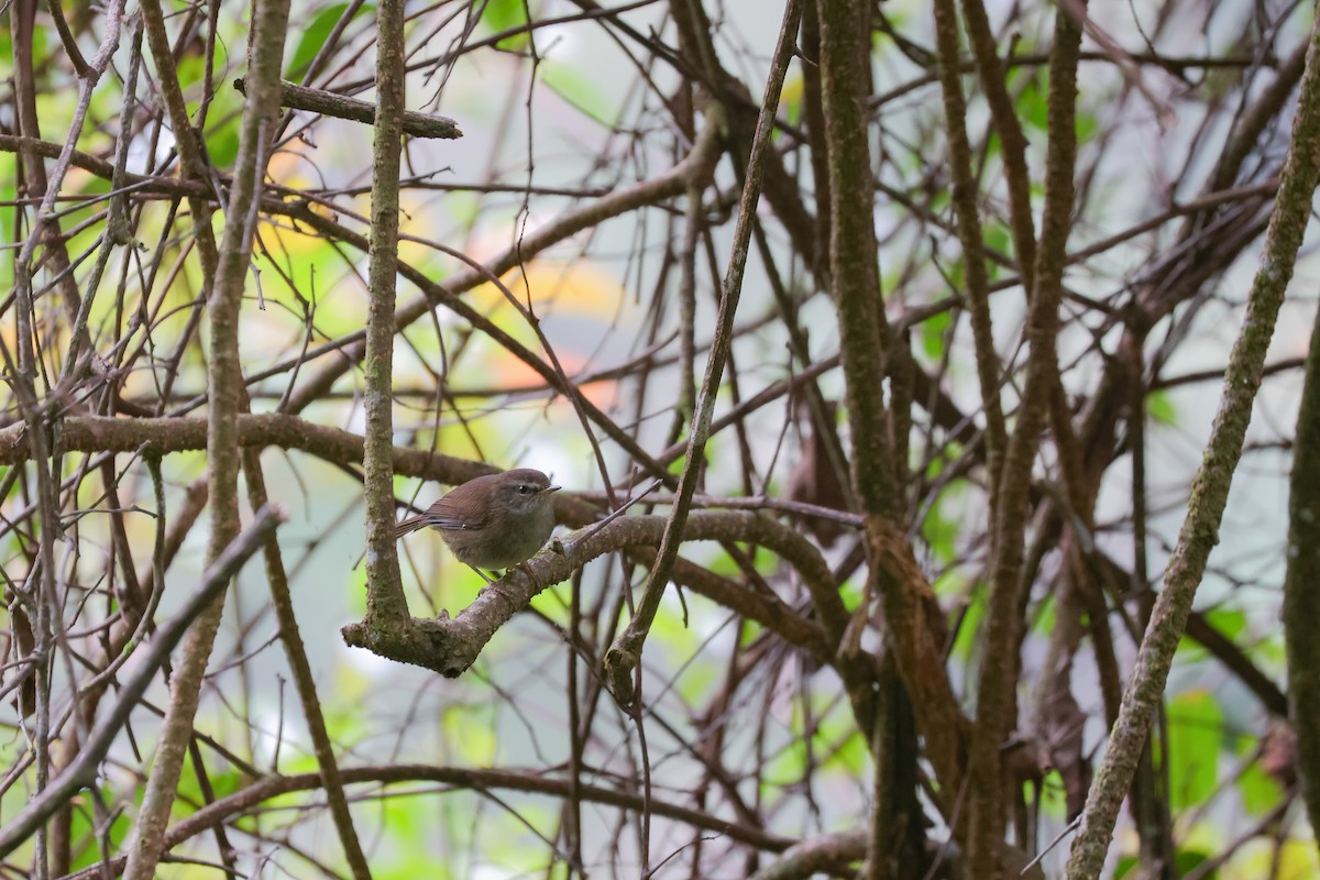 Aberrant Bush Warbler (Sunda) - ML643810128