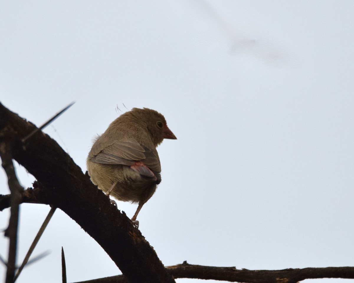 Red-billed Firefinch - ML643810130