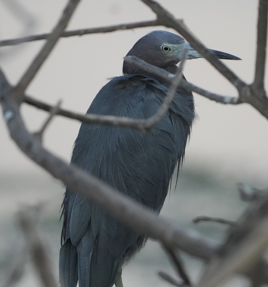 Little Blue Heron - ML643810137