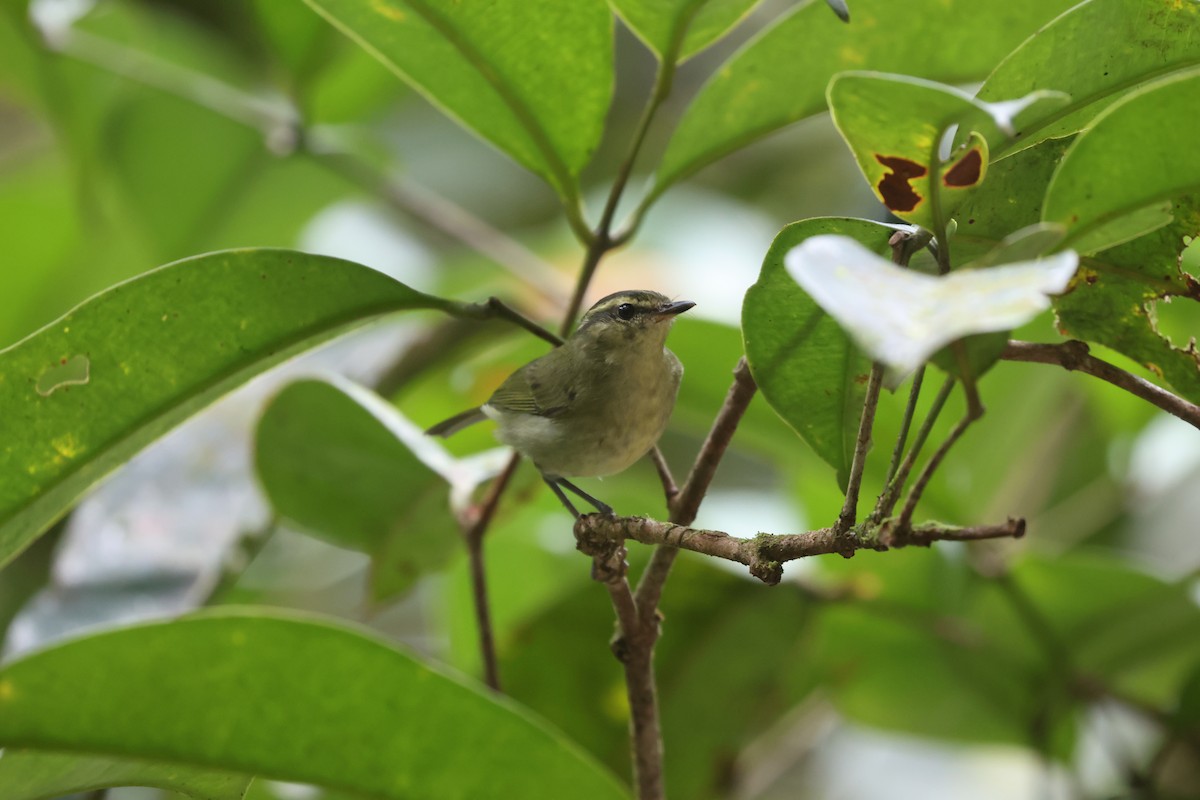 Mountain Leaf Warbler - ML643810139