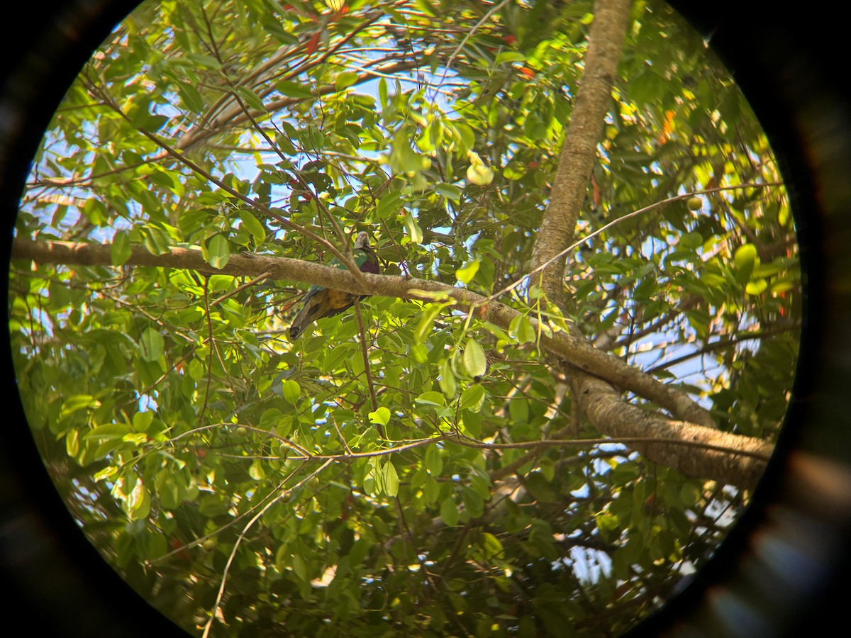 Wompoo Fruit-Dove - ML643810141