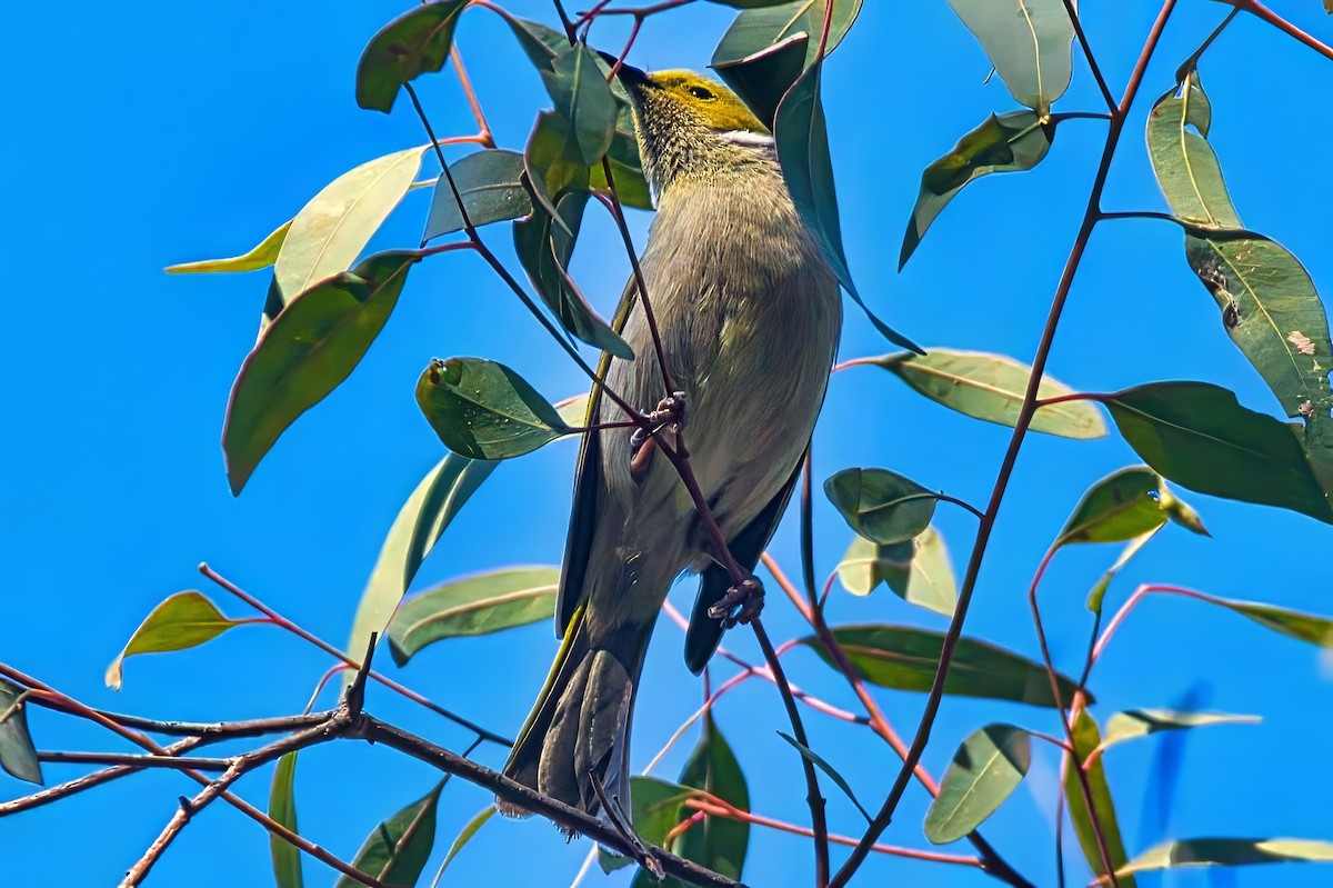 White-plumed Honeyeater - ML643810142