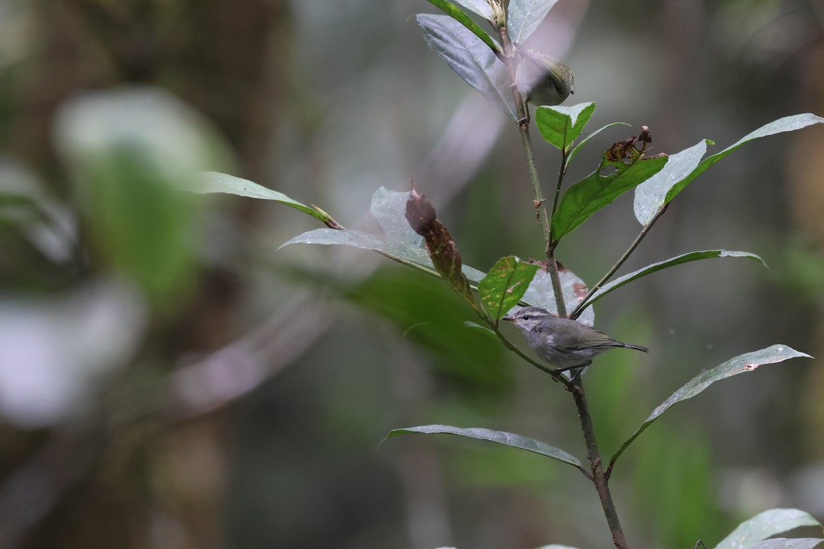 Mountain Leaf Warbler - ML643810144