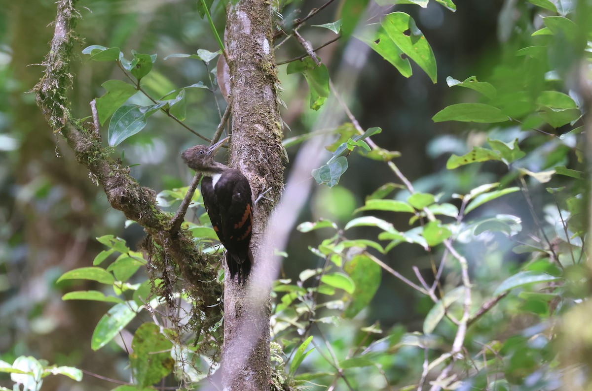Orange-backed Woodpecker - ML643810151