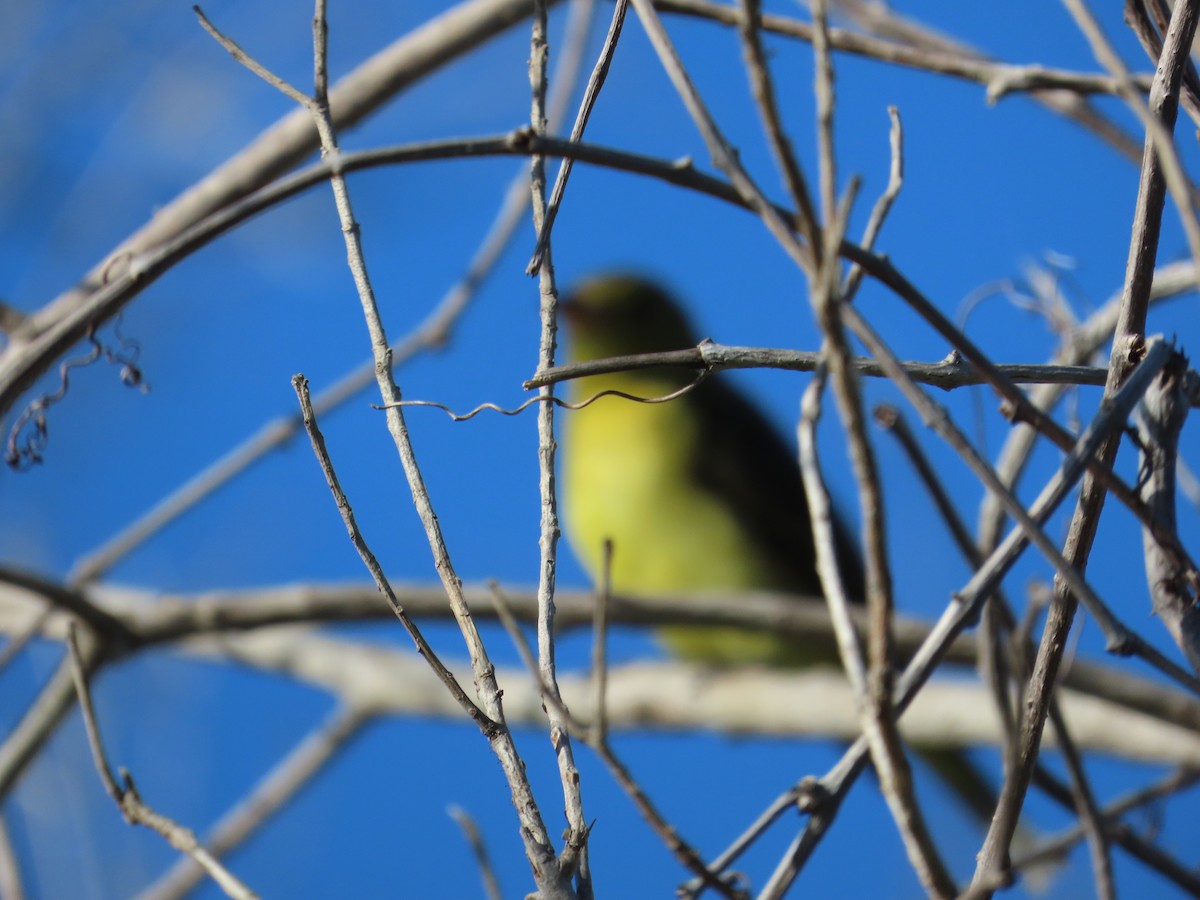 Scarlet Tanager - ML643810200