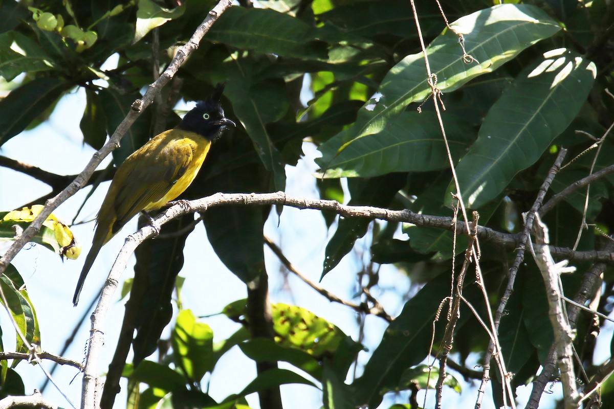 Black-crested Bulbul - ML643810207
