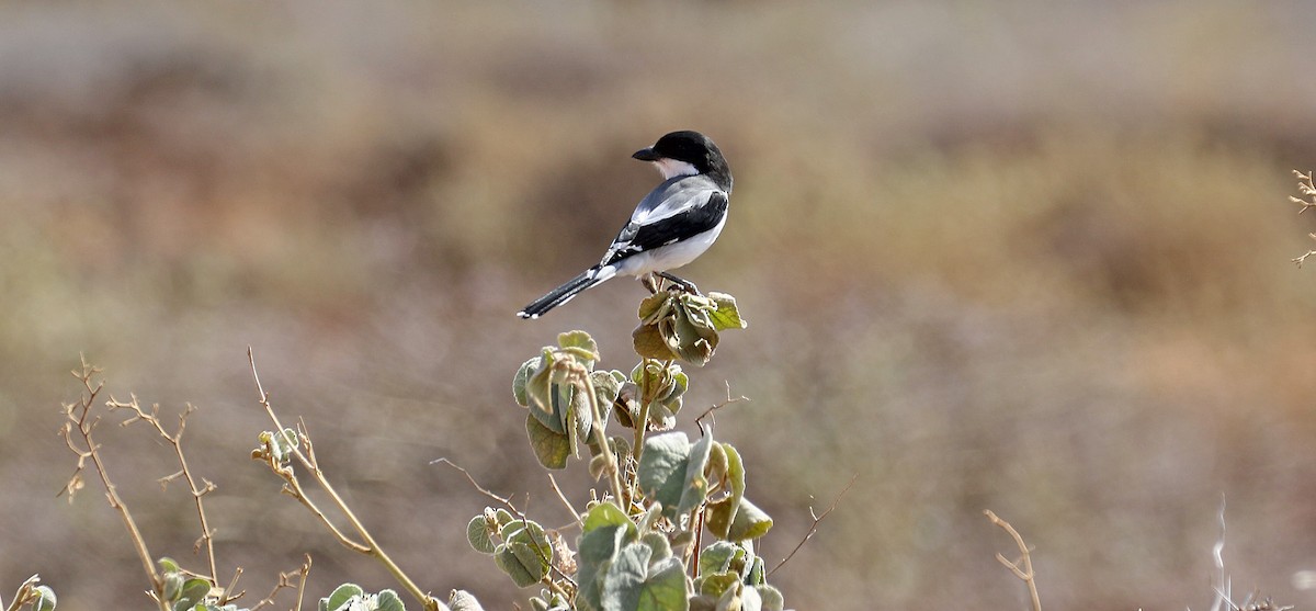 Somali Fiscal - ML643810216