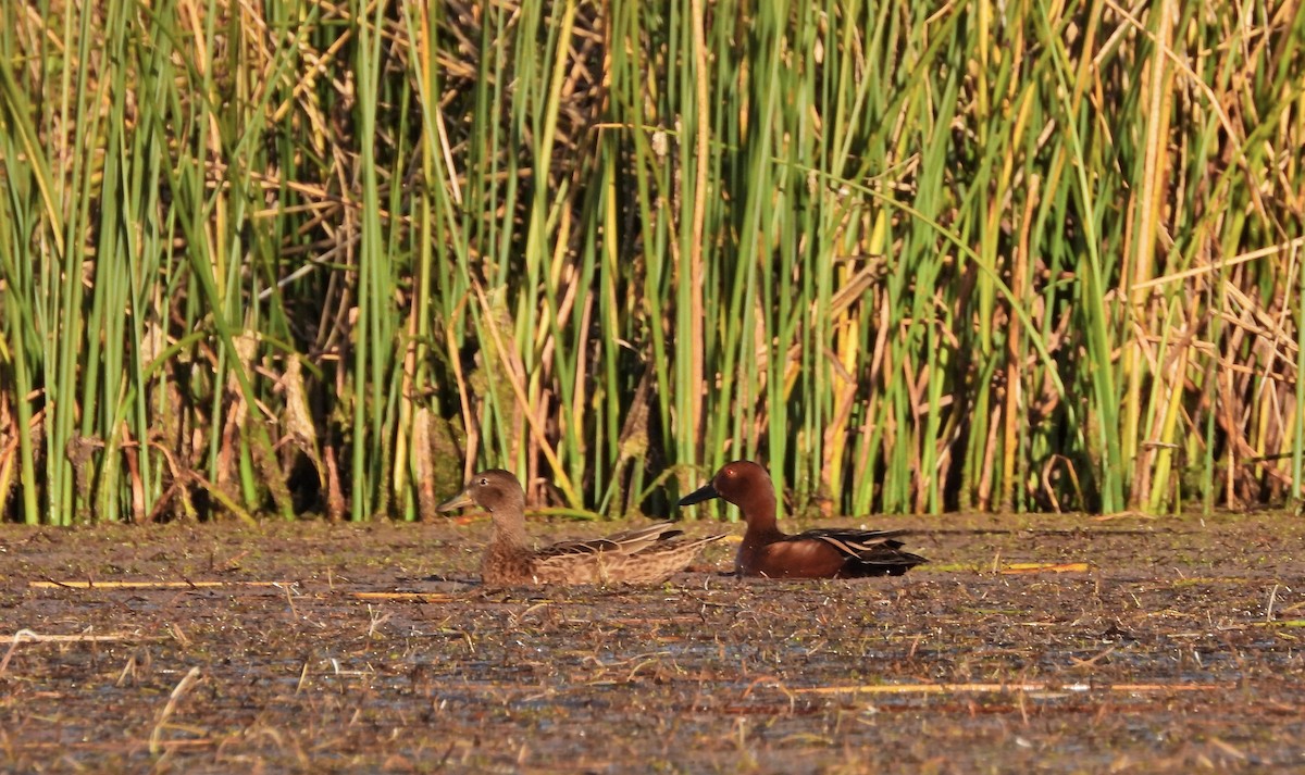 Cinnamon Teal - ML643810264