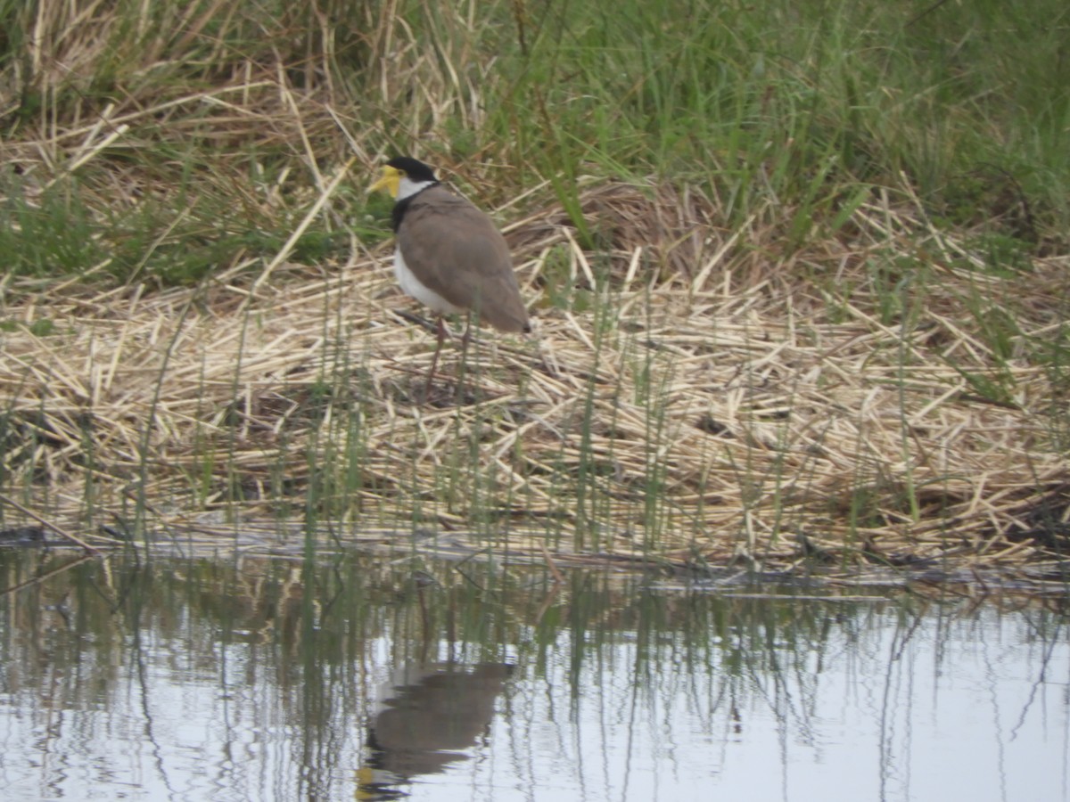 Masked Lapwing - ML643810304