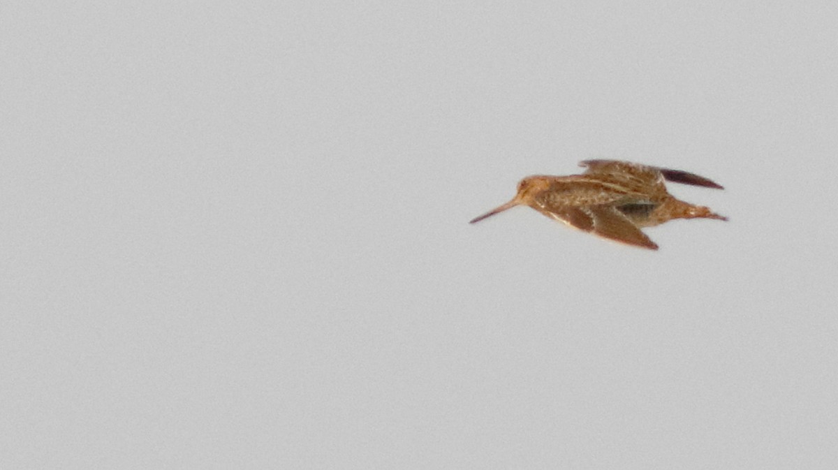 Pin-tailed Snipe - ML643810314