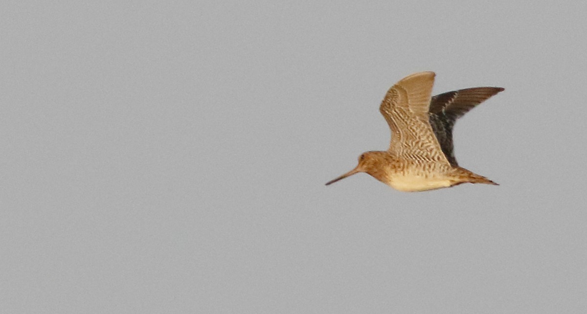 Pin-tailed Snipe - ML643810315